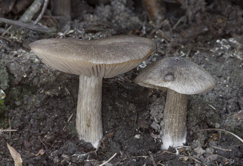 Entoloma plebejum